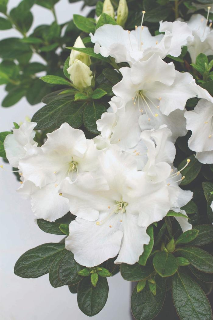 Rhododendron FlorAmore® 'White' (219341)