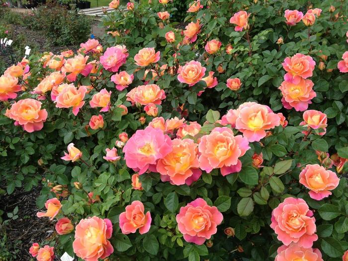 Rosa 'Fruity Petals™' (219766)