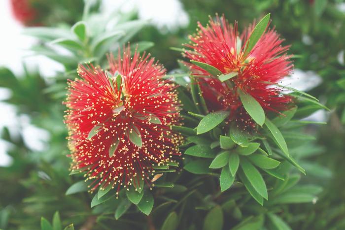 Callistemon viminalis Slim™ Australian Plants Online