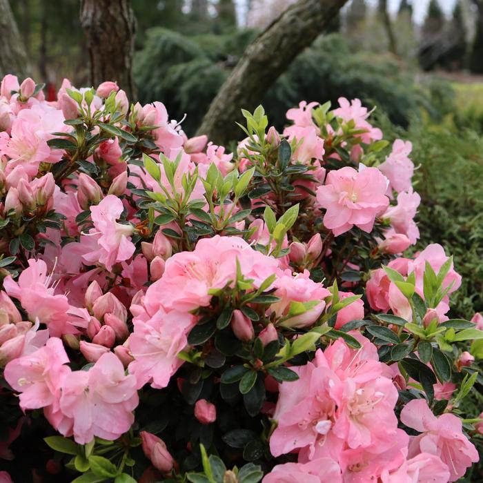 Rhododendron Perfecto Mundo® 'Pink Carpet' (221175)