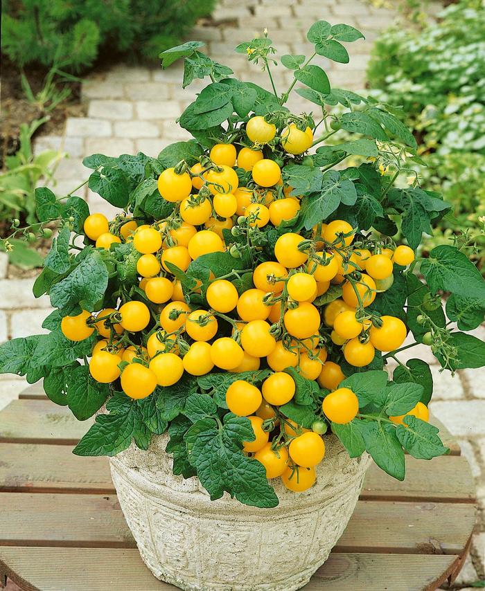 Lycopersicon esculentum Tempting Tomatoes® 'Patio Sunshine' (221190)