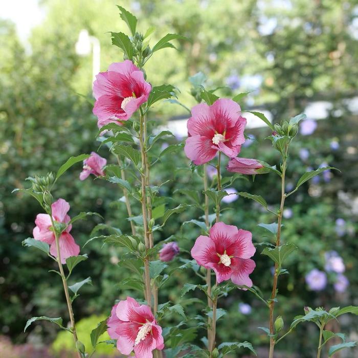 Hibiscus Syriacus Red Pillar GFNHSRP Rose Of Sharon Garden Center 