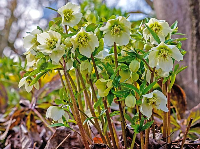 Helleborus Wedding Party® 'Wedding Bells