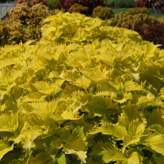 Coleus scutellarioides 'Wasabi' UF0843 Coleus Garden Center Marketing