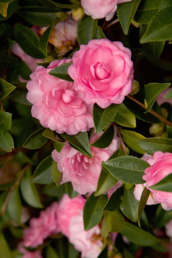 Camellia sasanqua October Magic® 'Pink Perplexion' (229084)