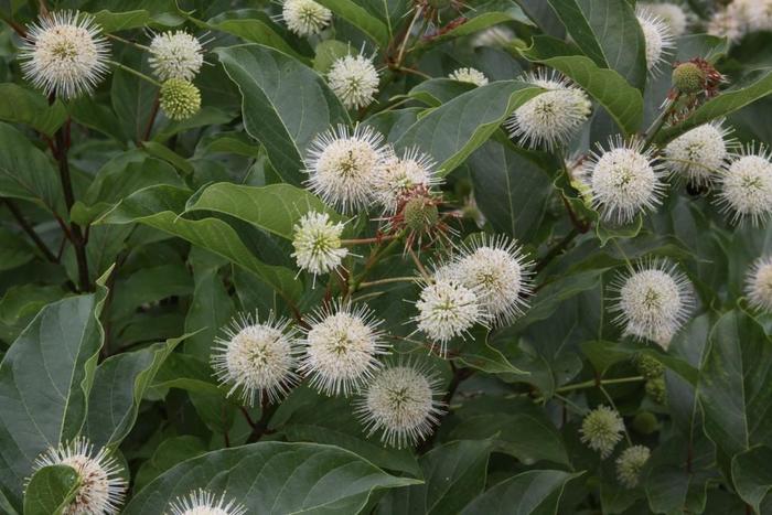 Cephalanthus Sugarshack Buttonbush For Sale Online