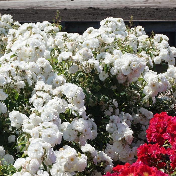 Rosa Nitty Gritty® RUIBG0025A Rose | Garden Center Marketing