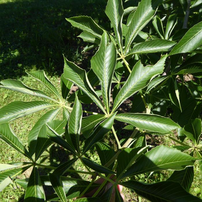 Early Glow Ohio Buckeye