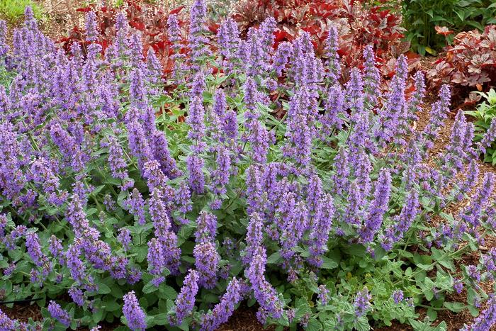 Lavender Haze  Flower Market