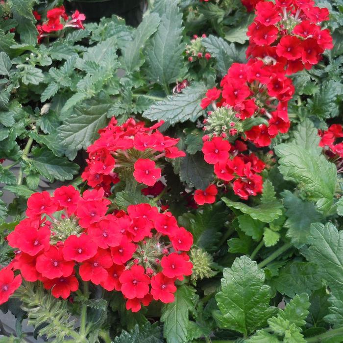 Verbena x hortensis Vanessa™ Verbena from Garden Center Marketing