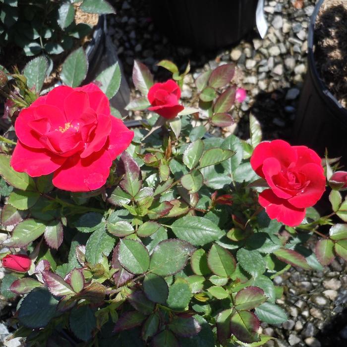 Rosa 'Ruby Ruby' Rose | Garden Center Marketing