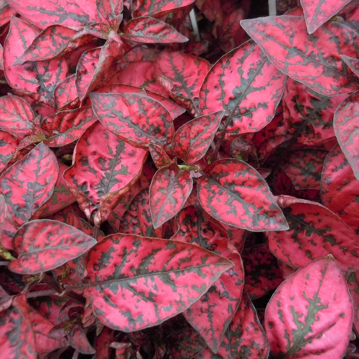 Hypoestes phyllostacha 'Confetti Red' Polka Dot Plant from Garden ...