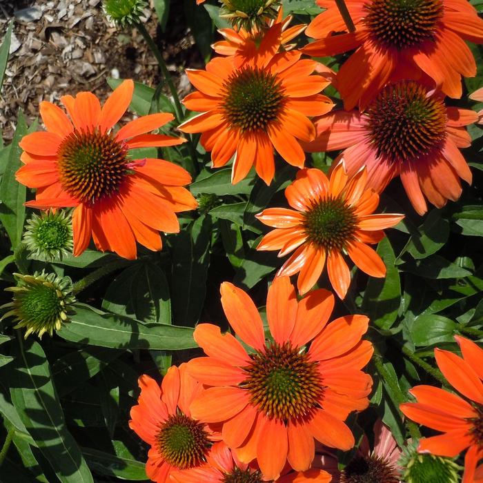 Echinacea Artisan™ 'Soft Orange' Coneflower | Garden Center Marketing
