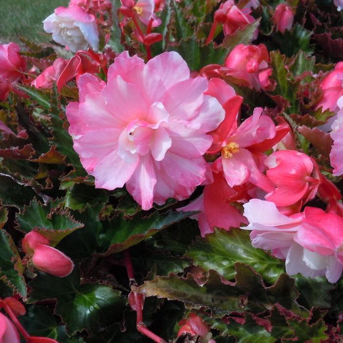 Begonia Double Delight™ Begonia Garden Center Marketing