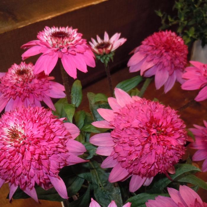 Echinacea Double Scoop™ 'Watermelon Deluxe' Balscmelux Coneflower