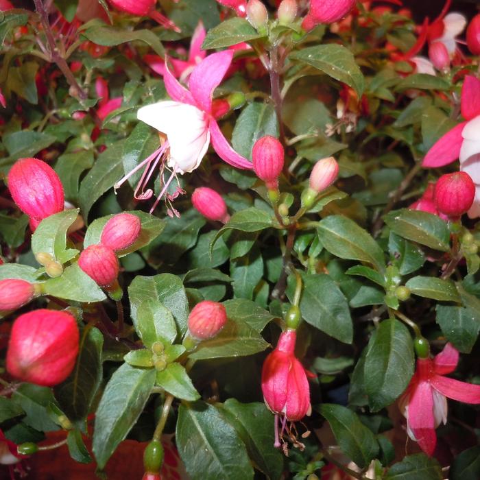 Fuchsia 'Ballerina Releve' Fuchsia | Garden Center Marketing