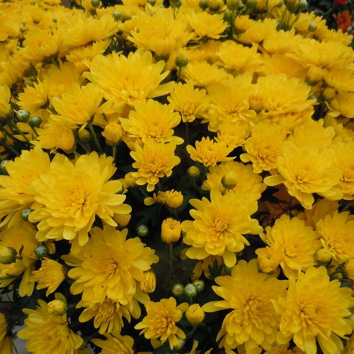 Chrysanthemum x morifolium '' (245163)