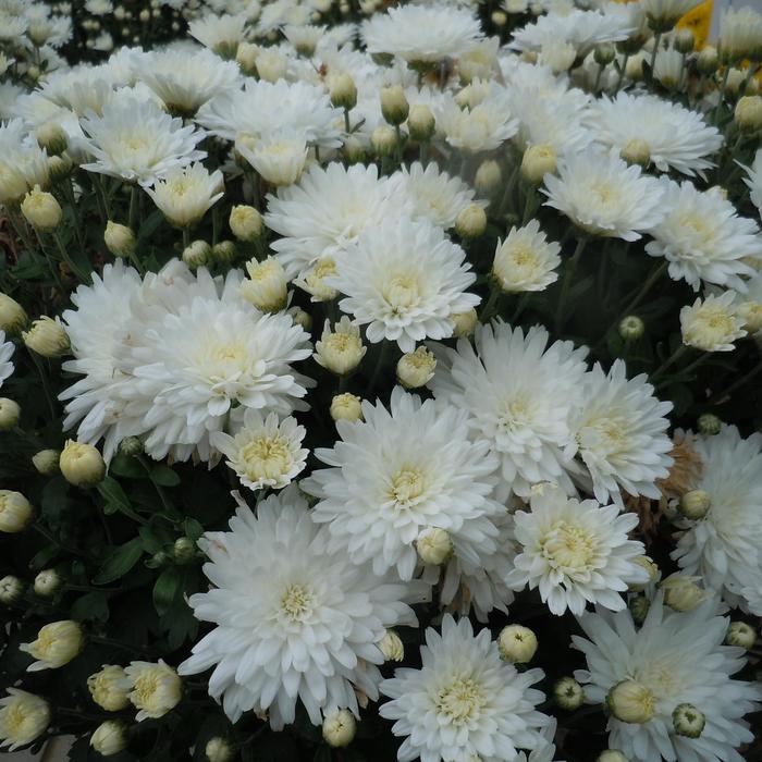 Chrysanthemum x morifolium '' (245173)