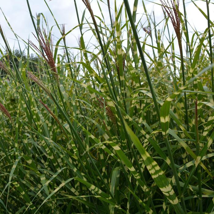 Miscanthus sinensis 'Zebrinus' Zebra Grass | Garden Center Marketing