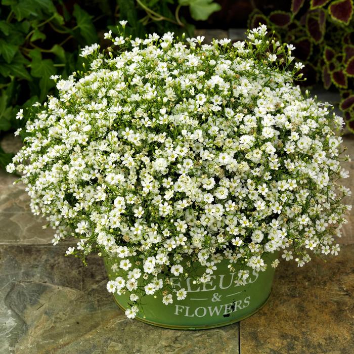 Gypsophila FESTIVAL STAR - Buy Babys Breath Perennials Online