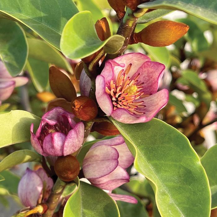 thumbnail image 2 of Magnolia Laevifolia Seeds – Small Leaf Evergreen Magnolia With Fragrant White Flowers 2 of 6