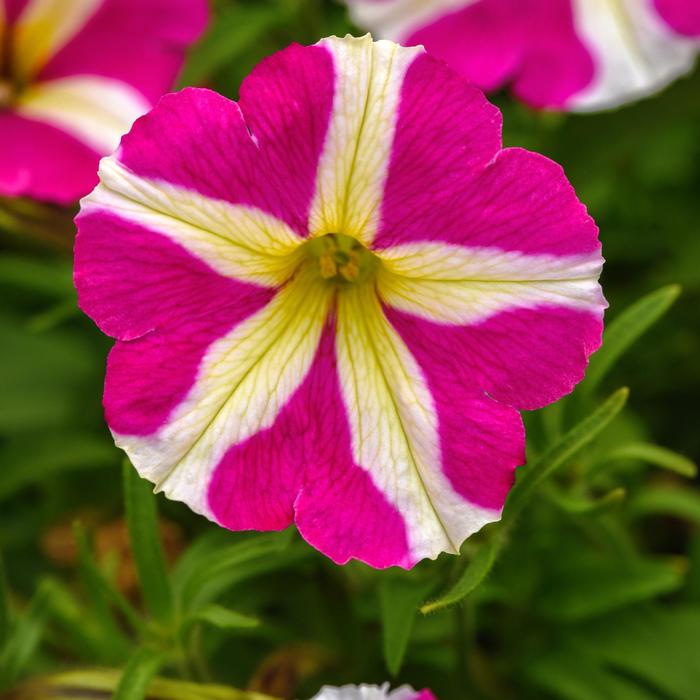Petunia Slingshot™ 'Heartwheel' Petunia | Garden Center Petunia Slingshot™ 'Heartwheel' Petunia | Garden Center