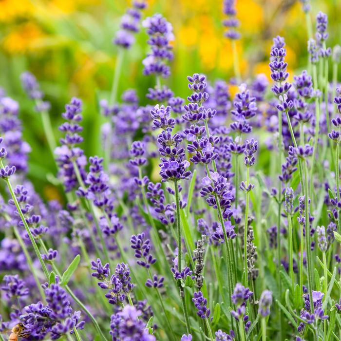 Lavandula angustifolia 'Summer Serenade' (306840)
