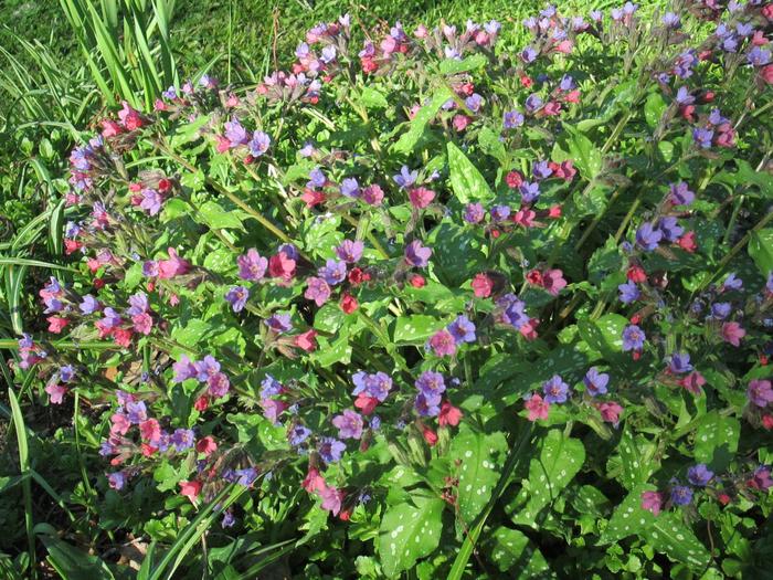 Pulmonaria 'Celebration' (307018)