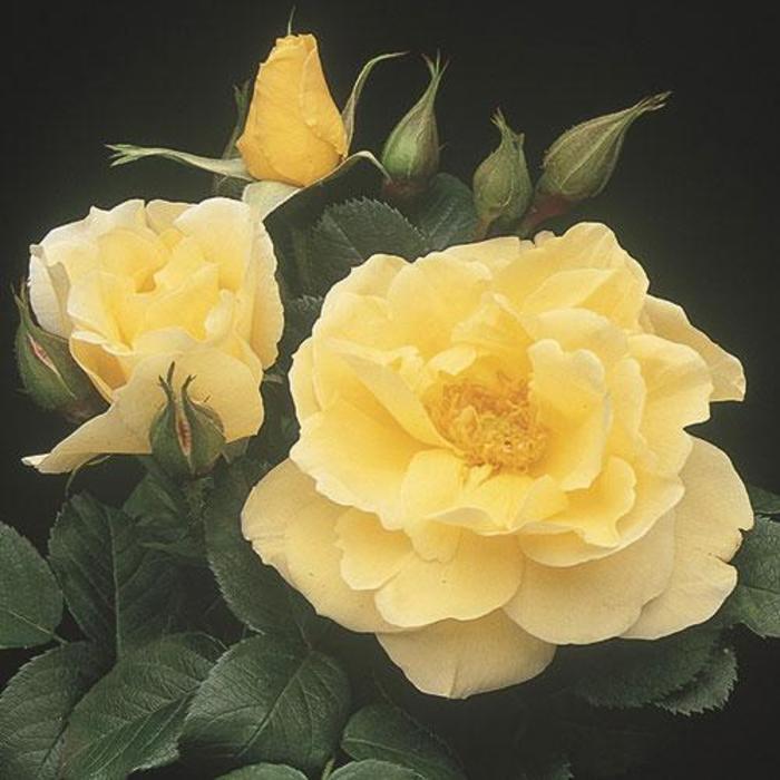 Rosa rugosa 'Topaz Jewel' (307163)