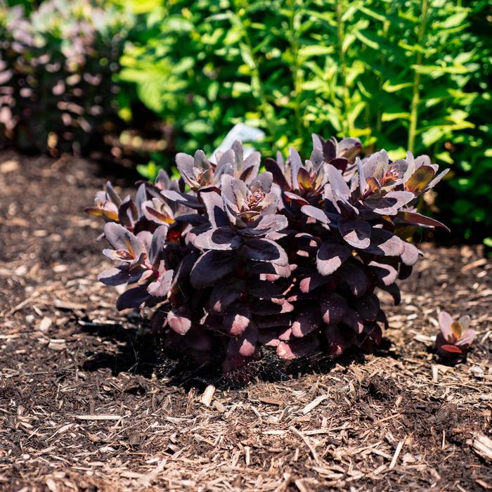Sedum Puff Pastry™ '' (307206)