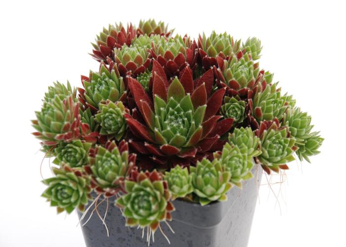Sempervivum 'Jeanne d'Arc' (307215)