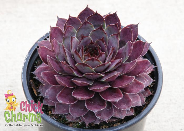 Sempervivum Chick Charms® 'Plum Parfait™' (307216)