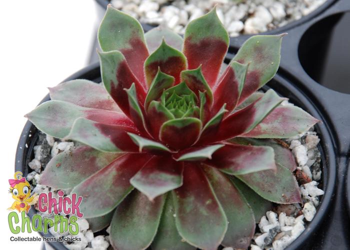 Sempervivum Chick Charms® 'Watermelon Ripple™' (307217)