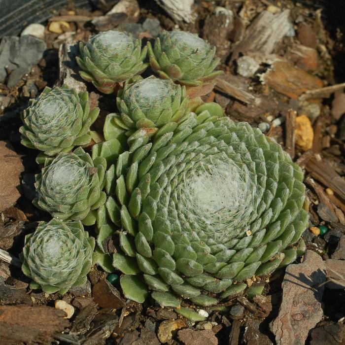 Sempervivum arachnoideum 'Cobweb Buttons' (307220)