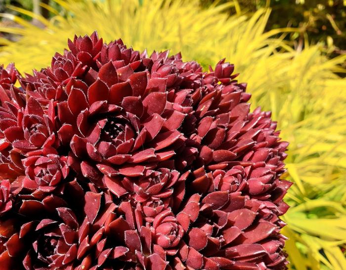 Sempervivum Colorockz® 'Coral Red' (307222)