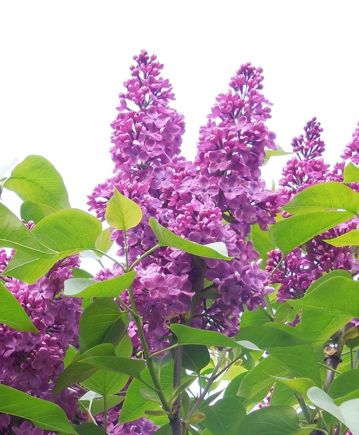 Syringa vulgaris 'Grandmas Purple' (307242)