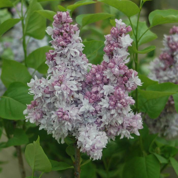 Syringa x hyacinthiflora 'Equinox Valley' (307243)