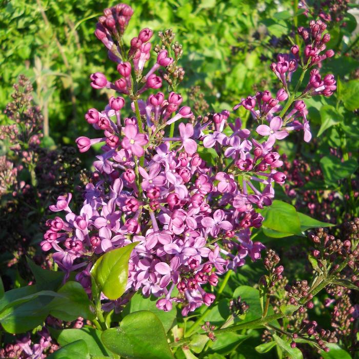 Syringa x hyacinthiflora 'Purple Glory' (307245)