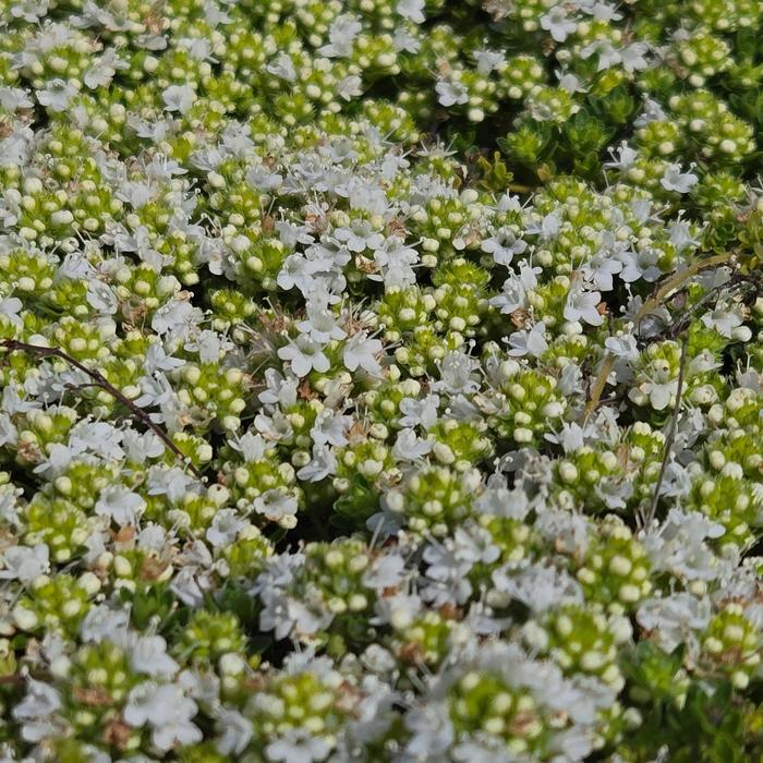 Thymus praecox ssp. arcticus 'Albus' (307249)