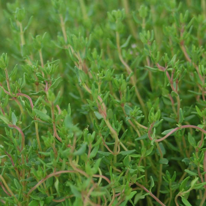 Thymus vulgaris 'Little Cutie' (307251)