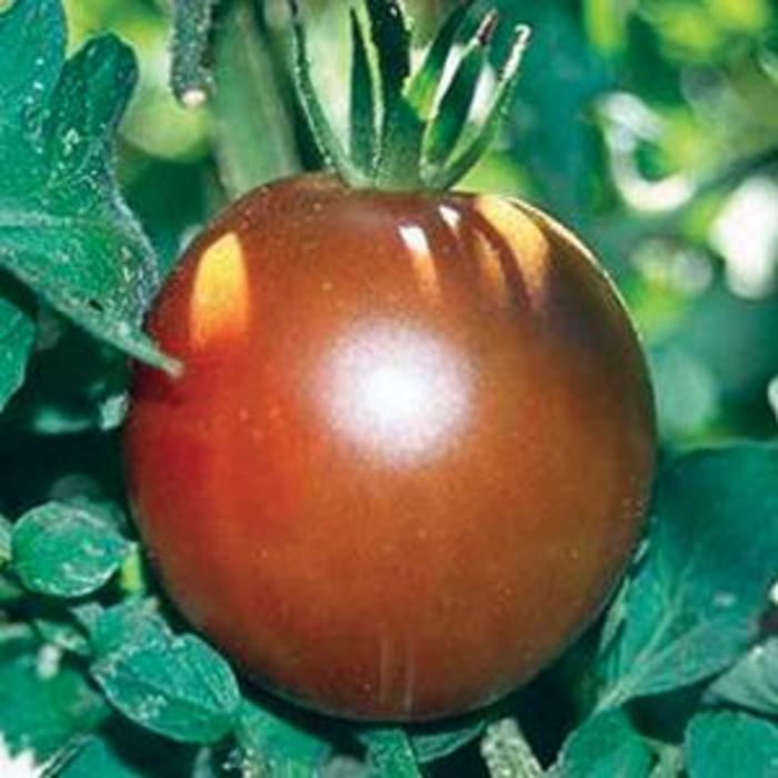 Lycopersicon 'Black Prince' (307261)