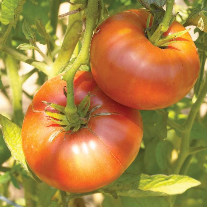 Lycopersicon 'Brandywine' (307262)