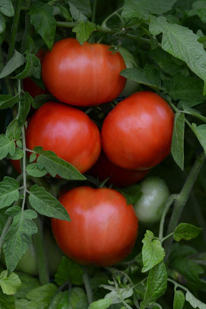 Lycopersicon esculentum Heirloom Marriage™ 'Jersey Boy' (307268)