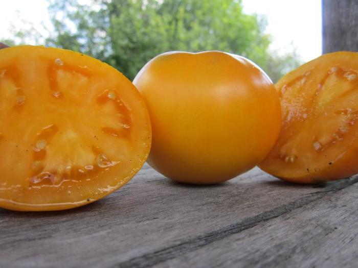 Lycopersicon 'Moonglow' (307271)