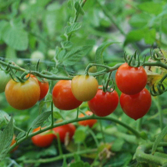 Lycopersicon 'Tomatoberry' (307280)