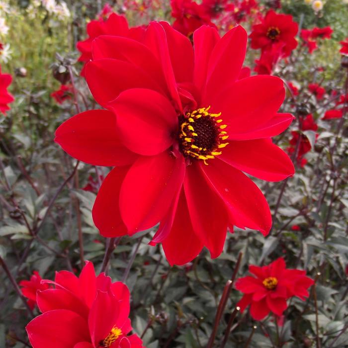 Dahlia 'Bishop of Llandaff' (309362)