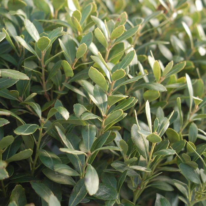 Ilex glabra 'Densa' (310668)