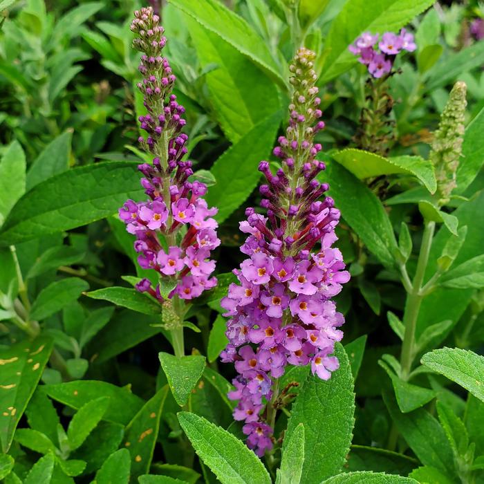 Buddleia 'Birthday Cake™' (310670)
