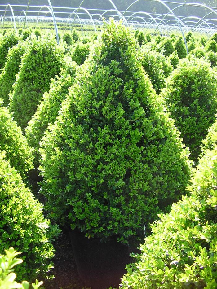 Buxus 'Cranberry Creek' (310772)