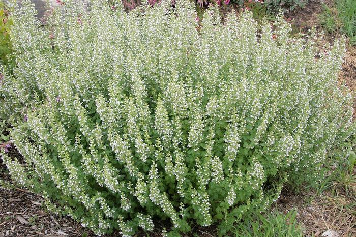 Calamintha nepeta 'Montrose White' (310775)